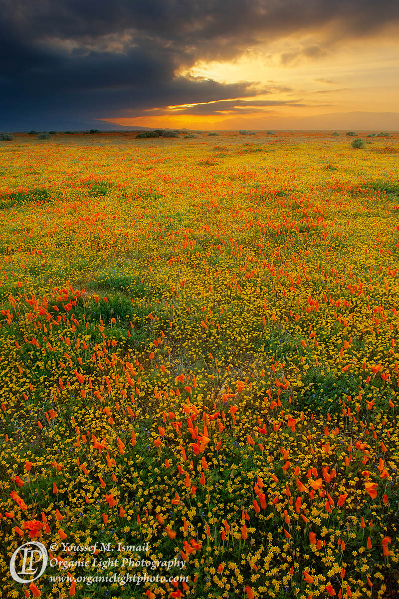 Antelope Storm