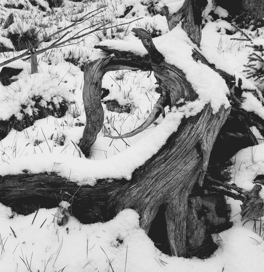 Curved Tree, Engelberg