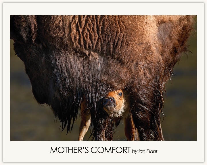 Mother's Comfort
