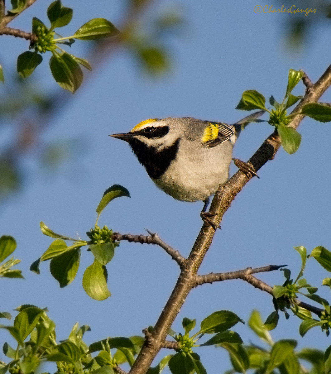 Golden-winged Warbler
