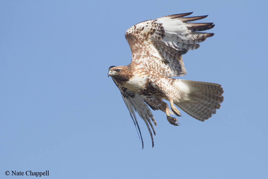 Red-tailed Hawk