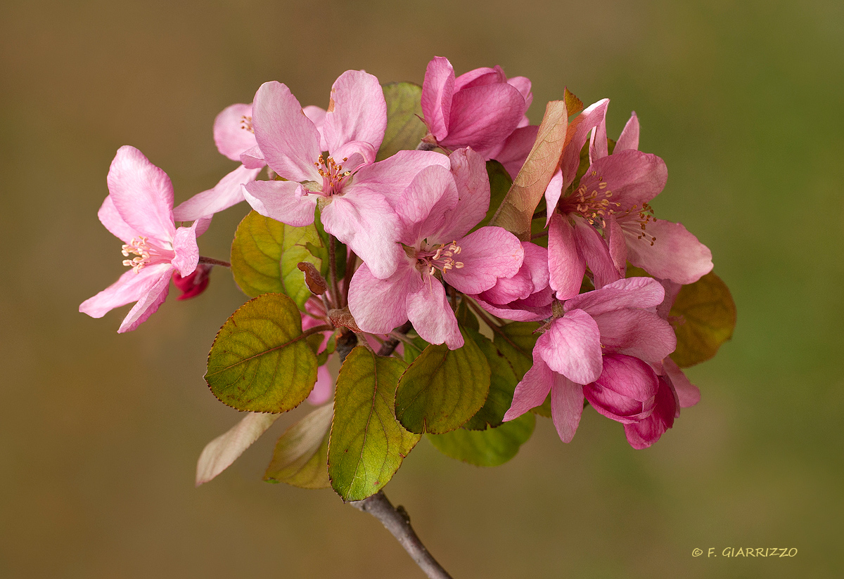 Malus flowers