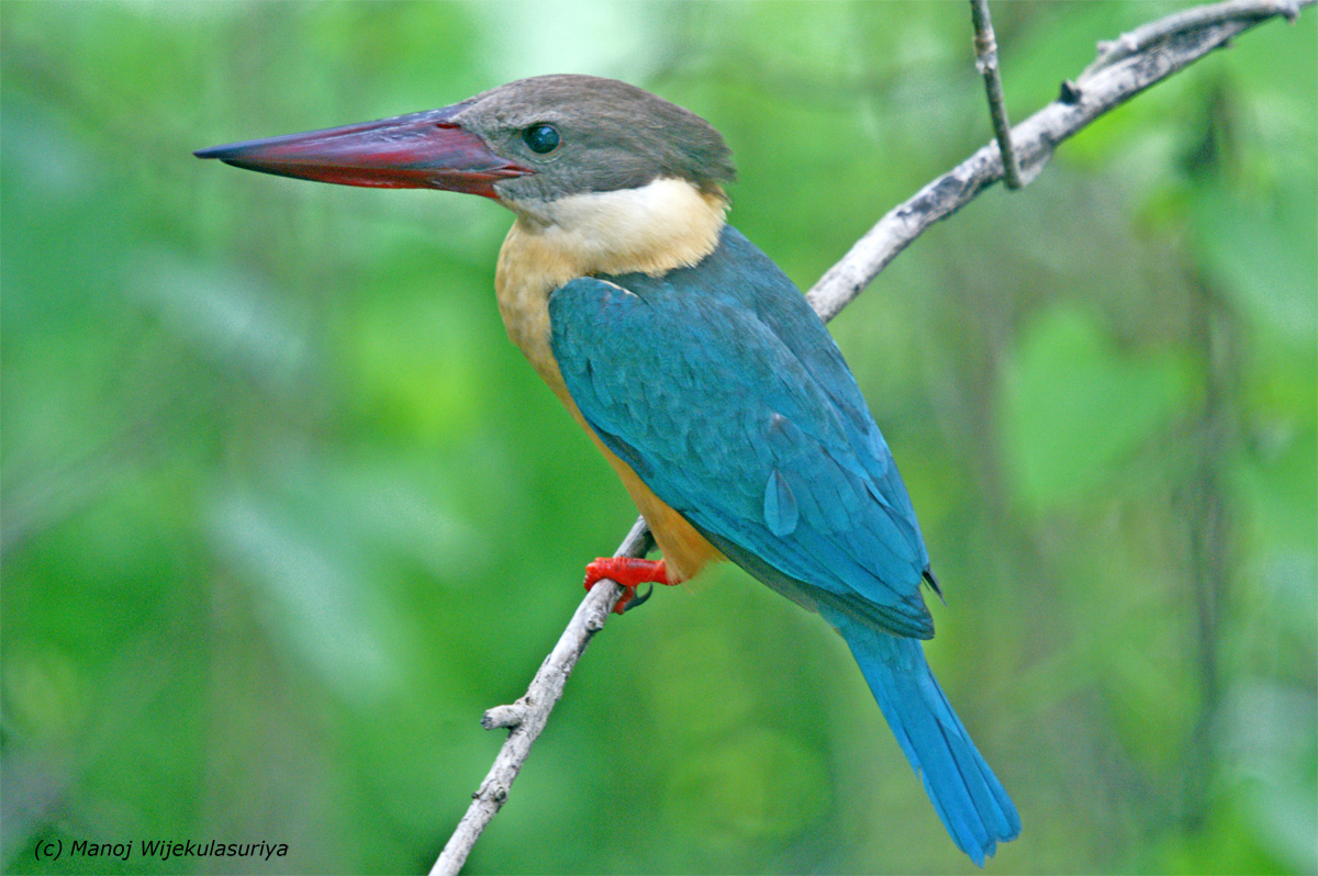 Stork-billed Kingfisher