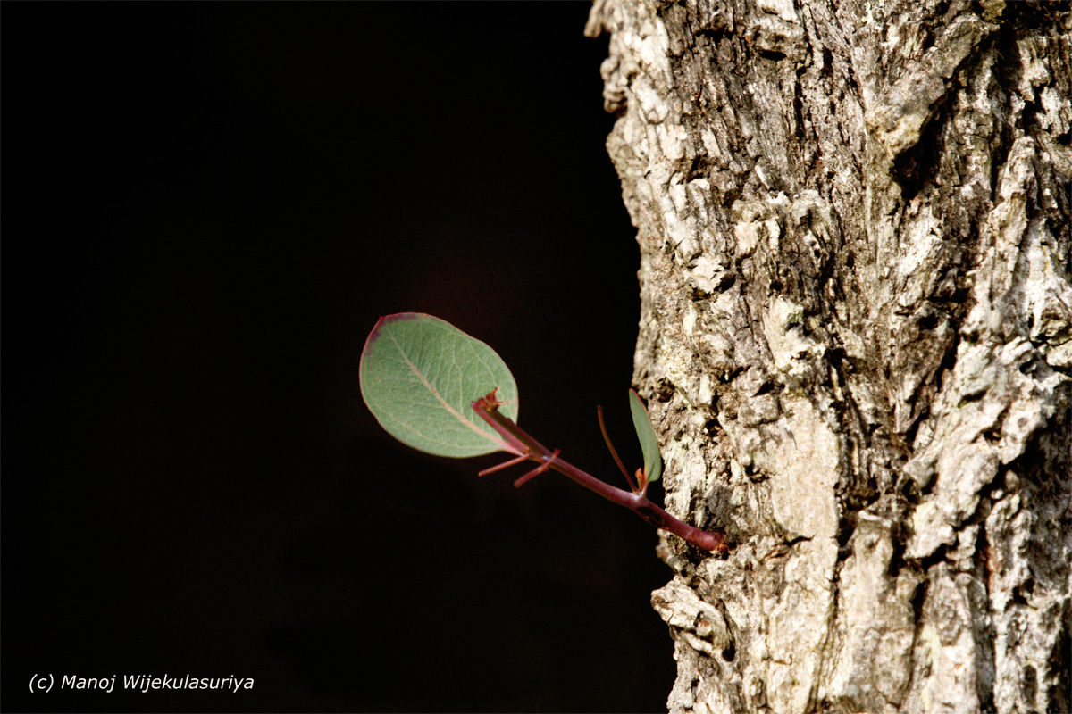 Eucalyptus leaves