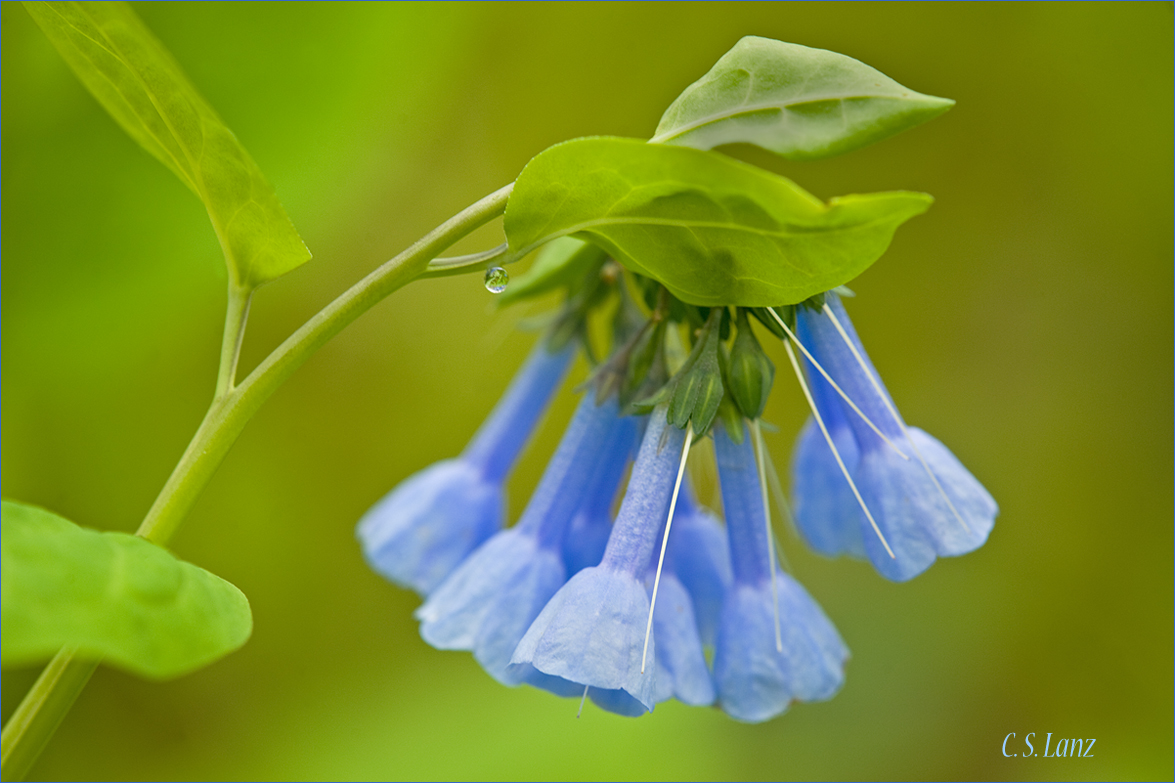 Bluebells 2
