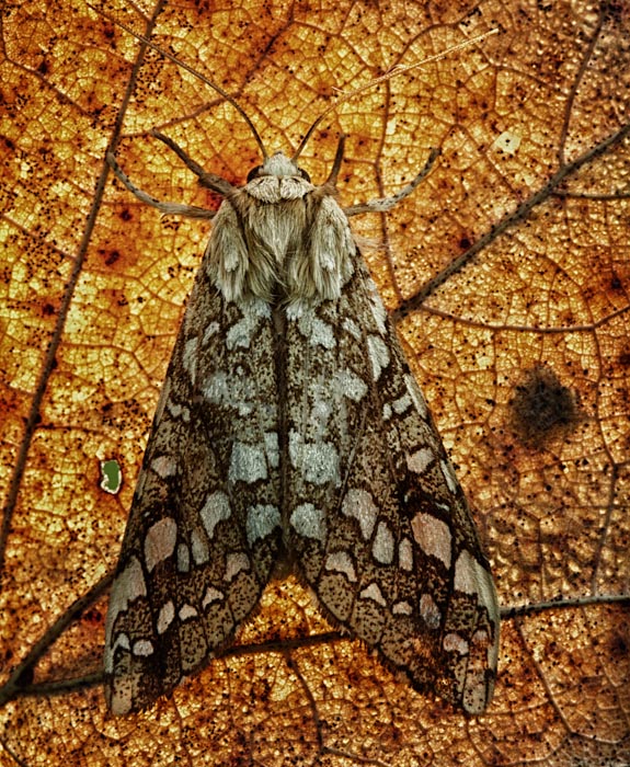 moth and backlight