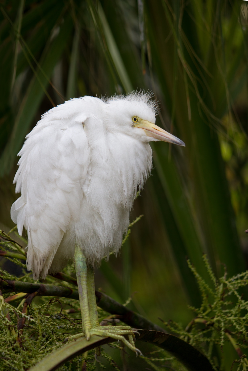 Snowy Egret Fledgling