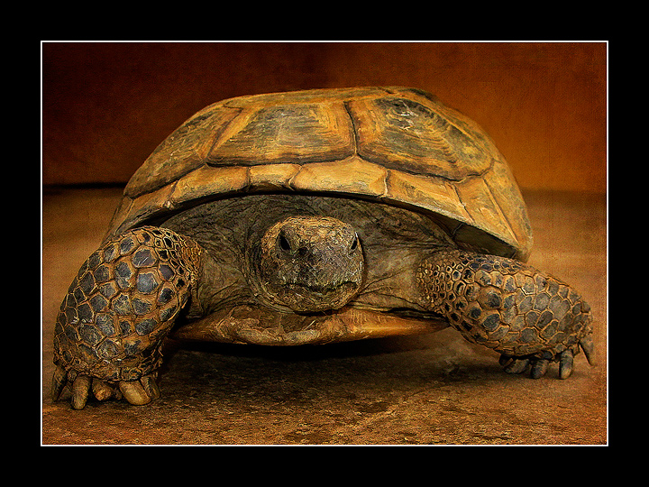Michaelangelo - Desert Tortoise