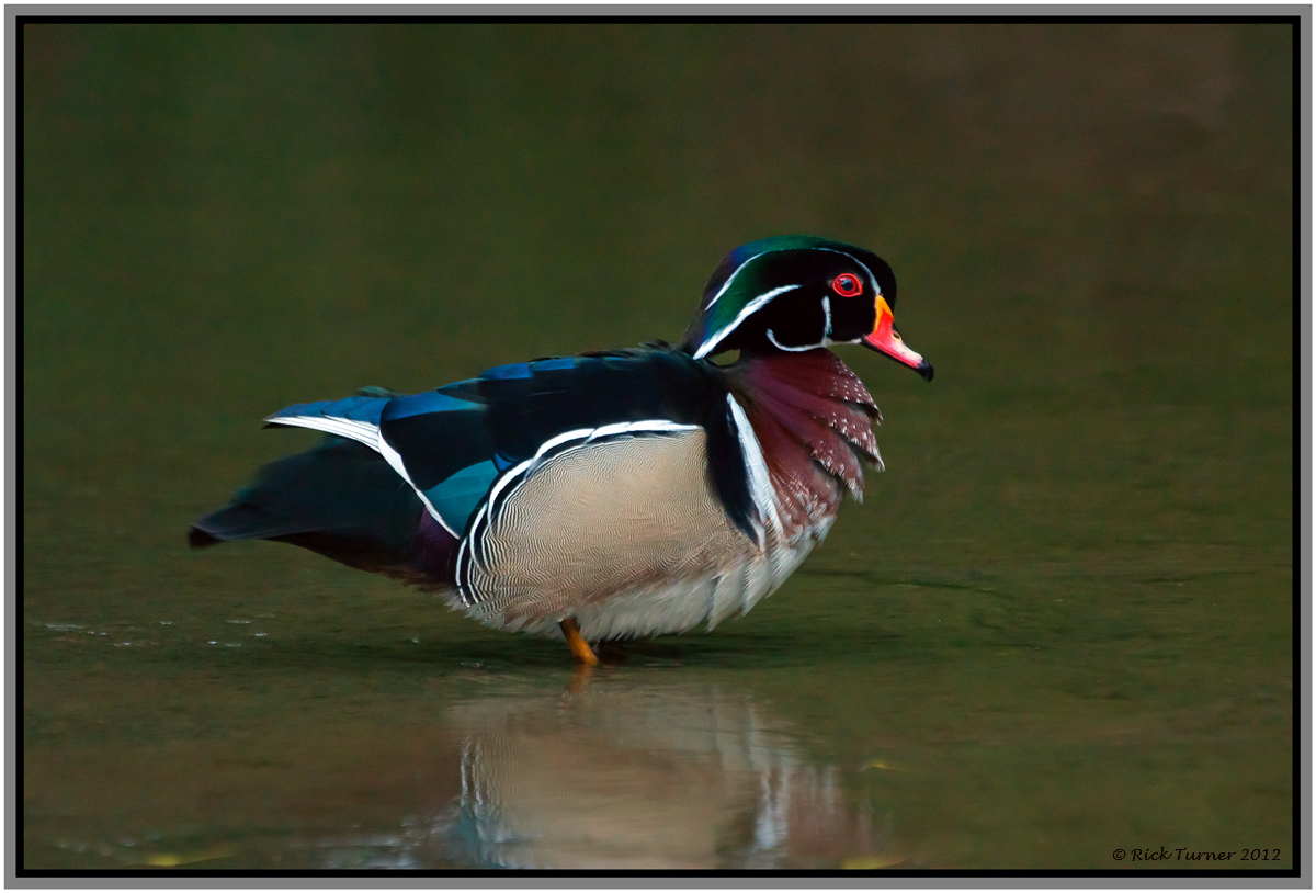 Male Woodie