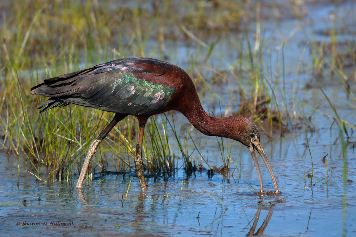 Glossy Ibis