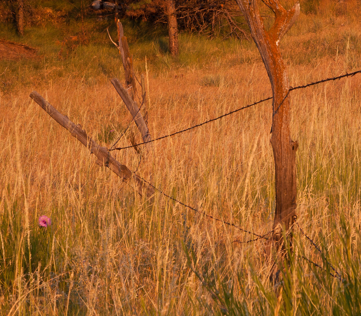 Fence and Flower