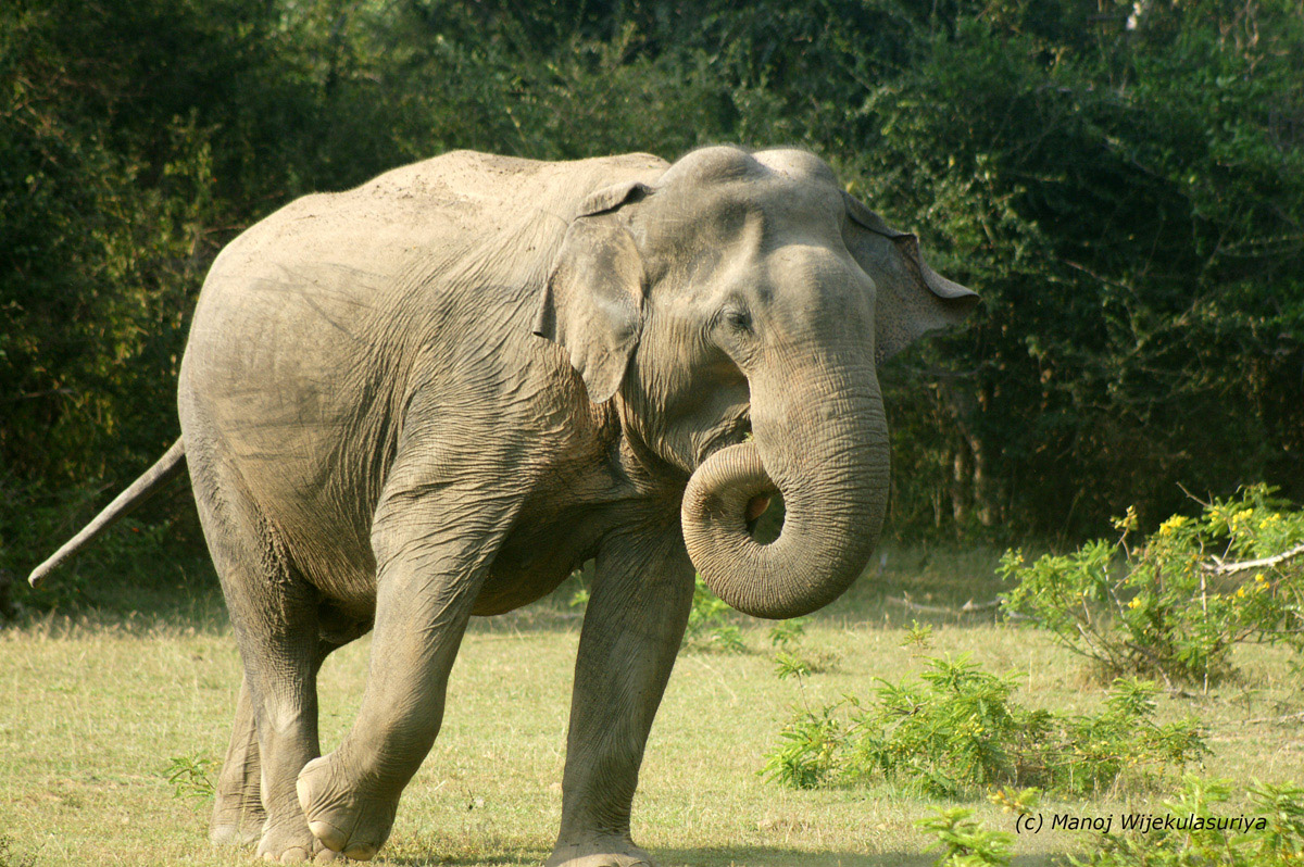 Asian Elephant (Wild)