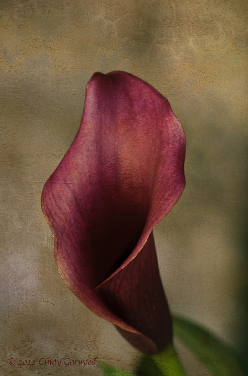 Calla Lilly
