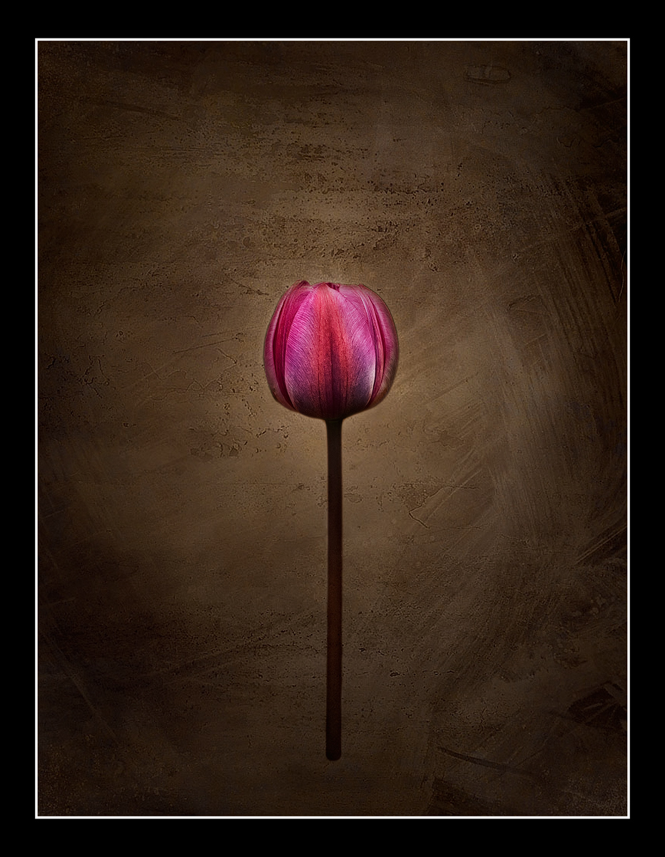 Tulip on Texture