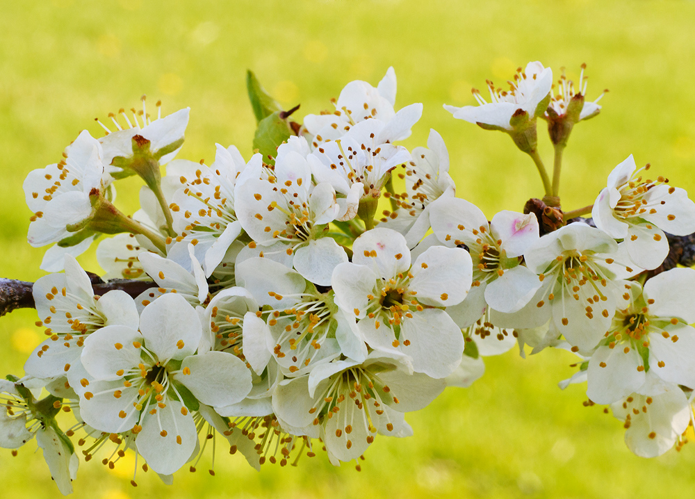 Pear Tree Blossoms