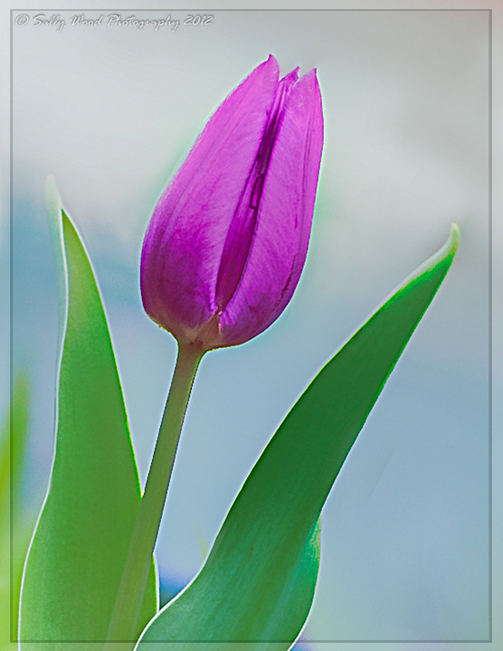 Tulip