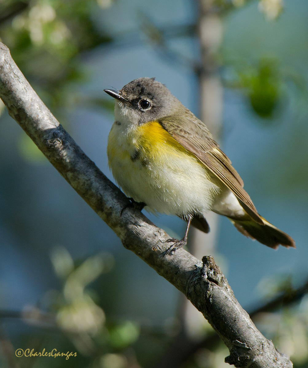 American Redstart