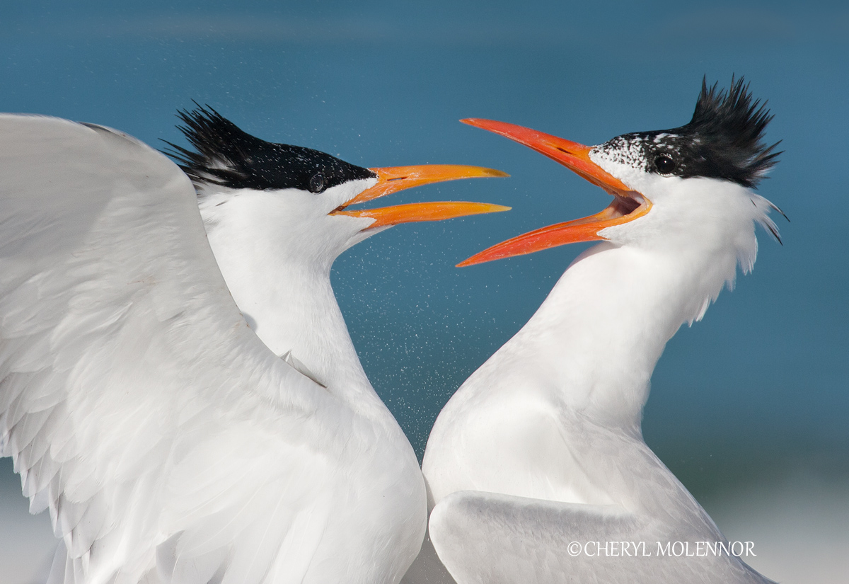 Our Tern Again