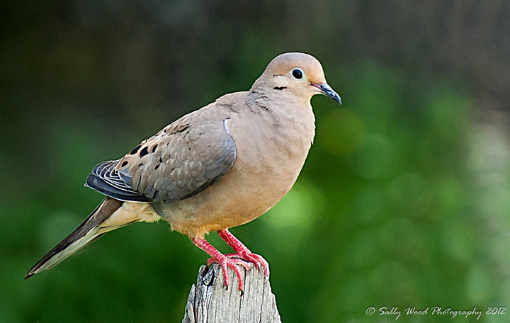 Mourning Dove 