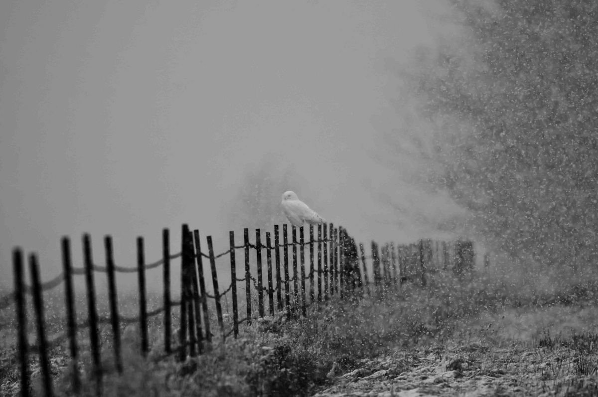 Evanescent
