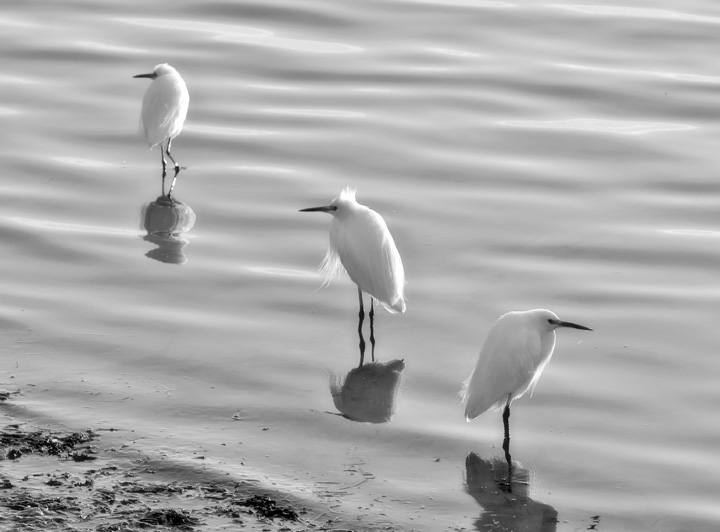 Baby Egrets
