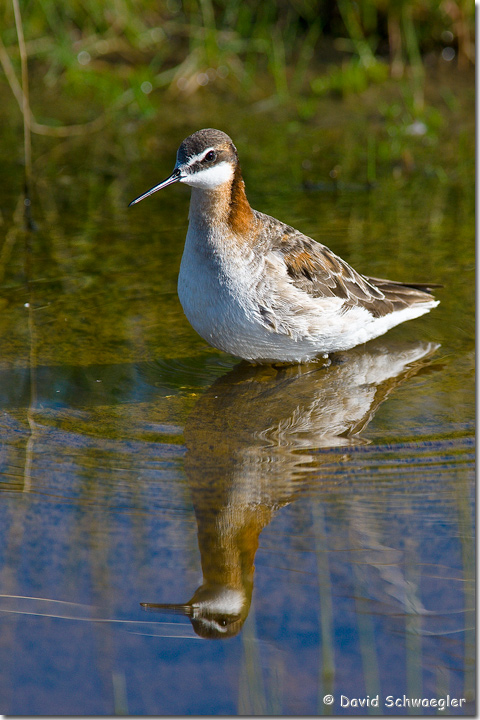 Wilson's Phalarope