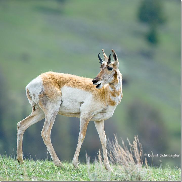 Yellowstone Pronghorn