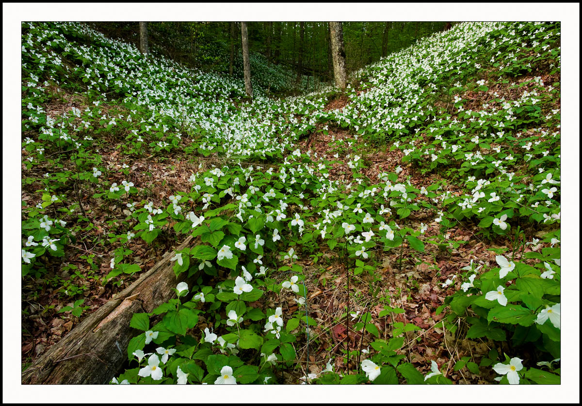 Just Trillium