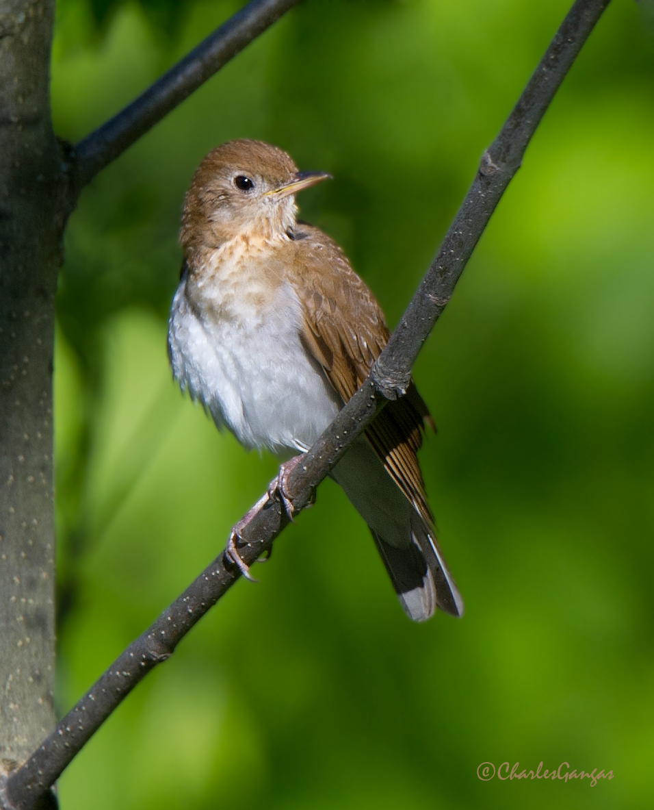 Veery