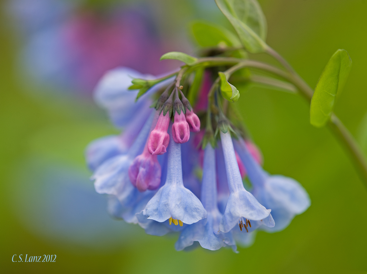 Bluebells 3