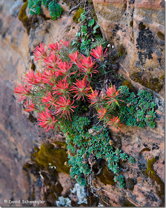 Paintbrush on Cliff Face