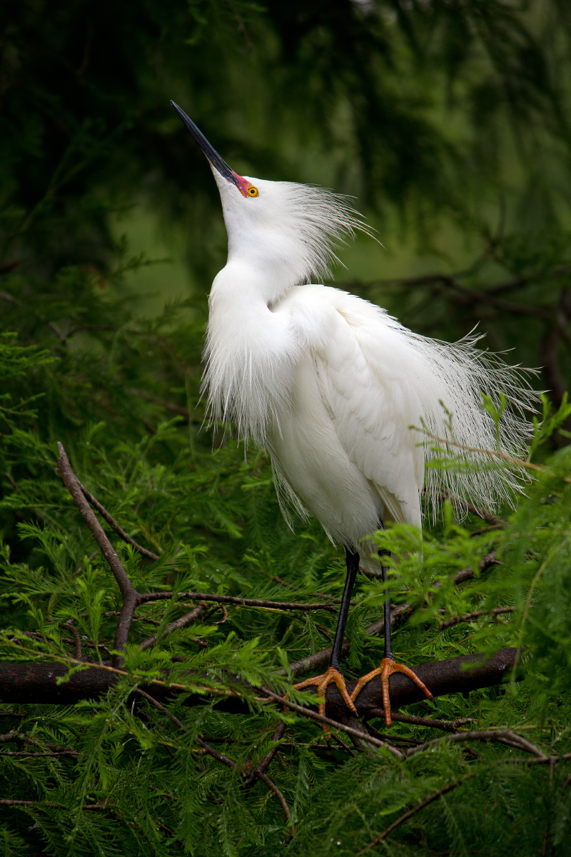 Snowy Egret