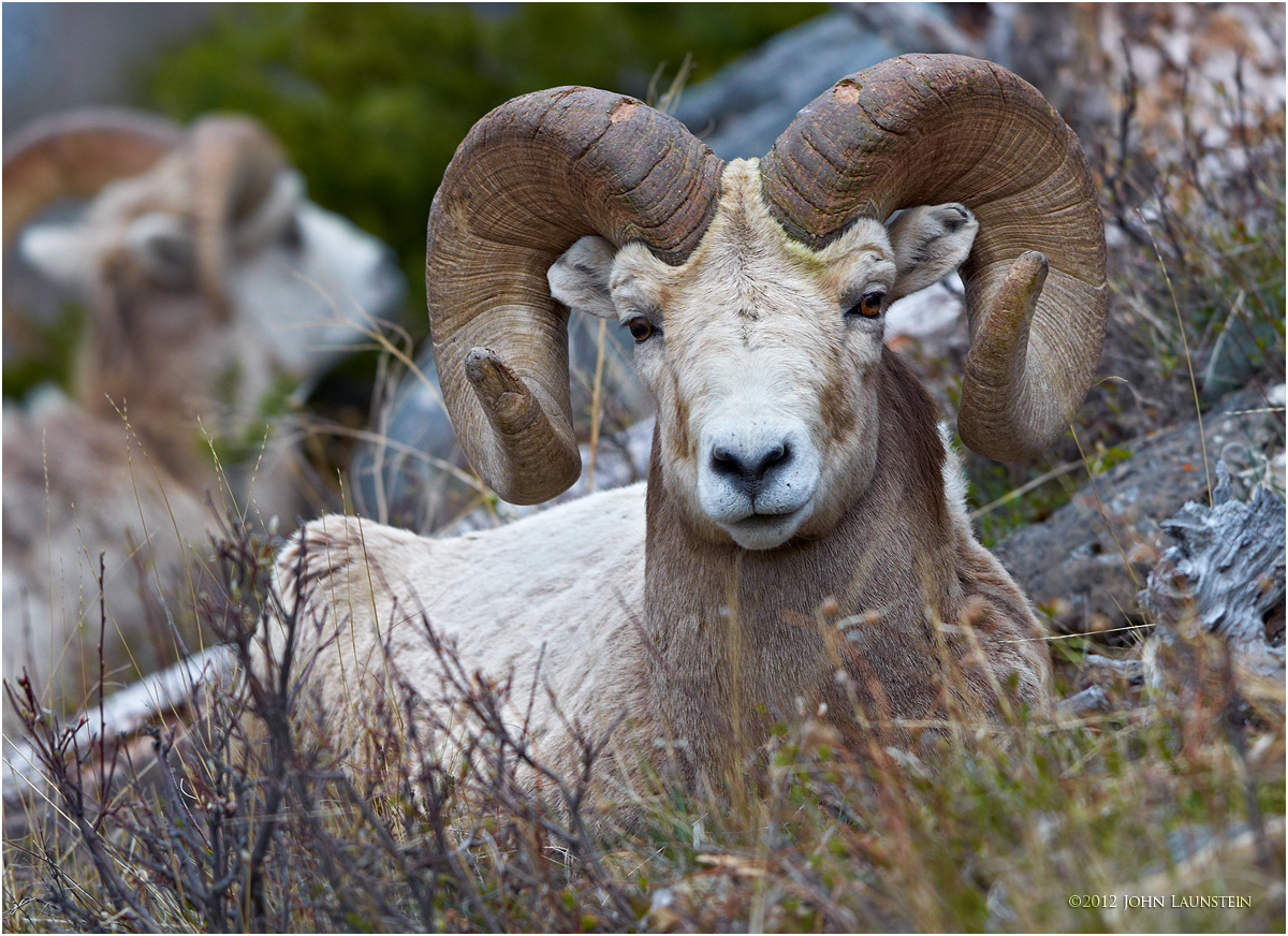 Bighorn Ram at Rest