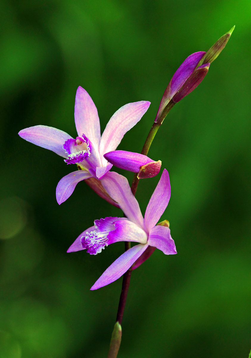 Chinese Ground Orchid