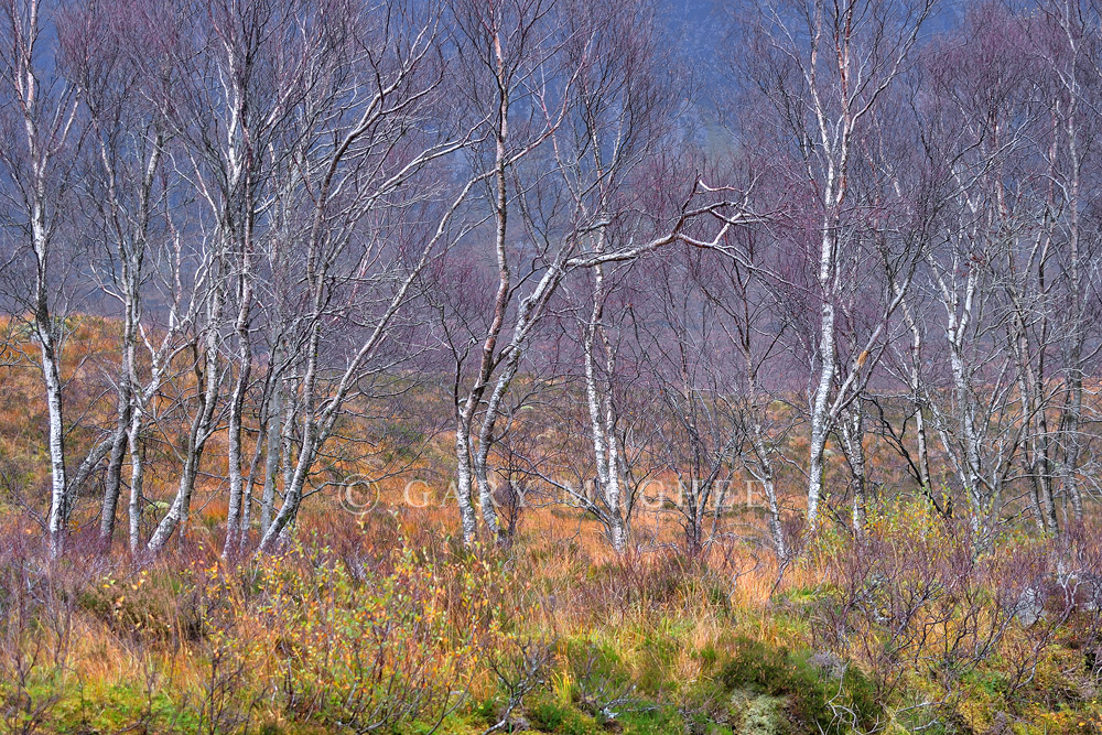 Glen Etive Birches