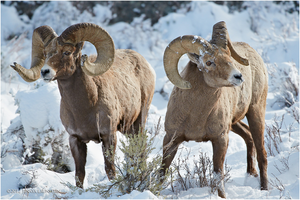 Bighorn Buds