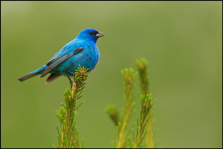 Indigo Bunting