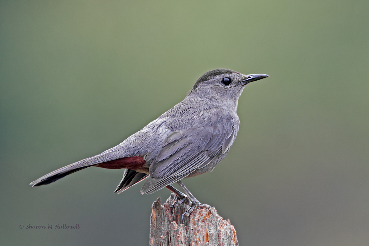 Gray Catbird