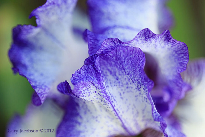 Passion for Purple