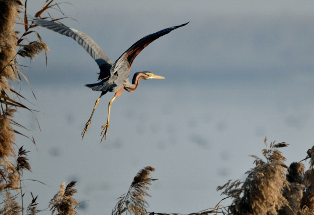 Flight Of  Purple Heron
