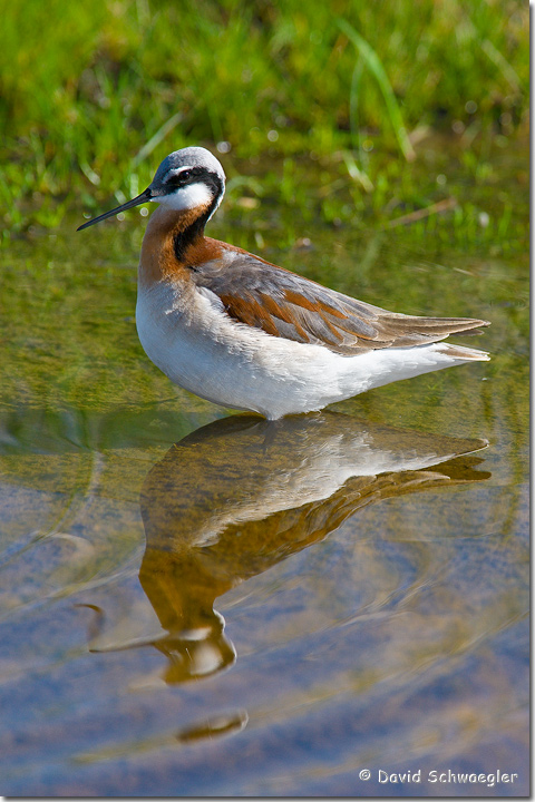 Wilsons Phalarope Female