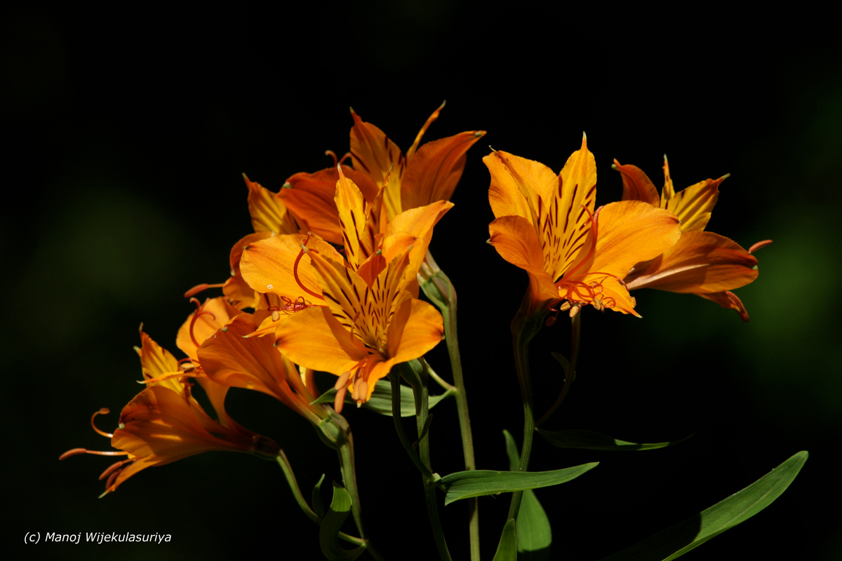 Flowers with late light