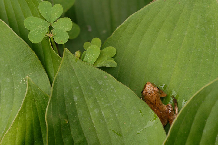 Brown and Green