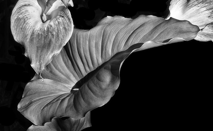 Calla #2