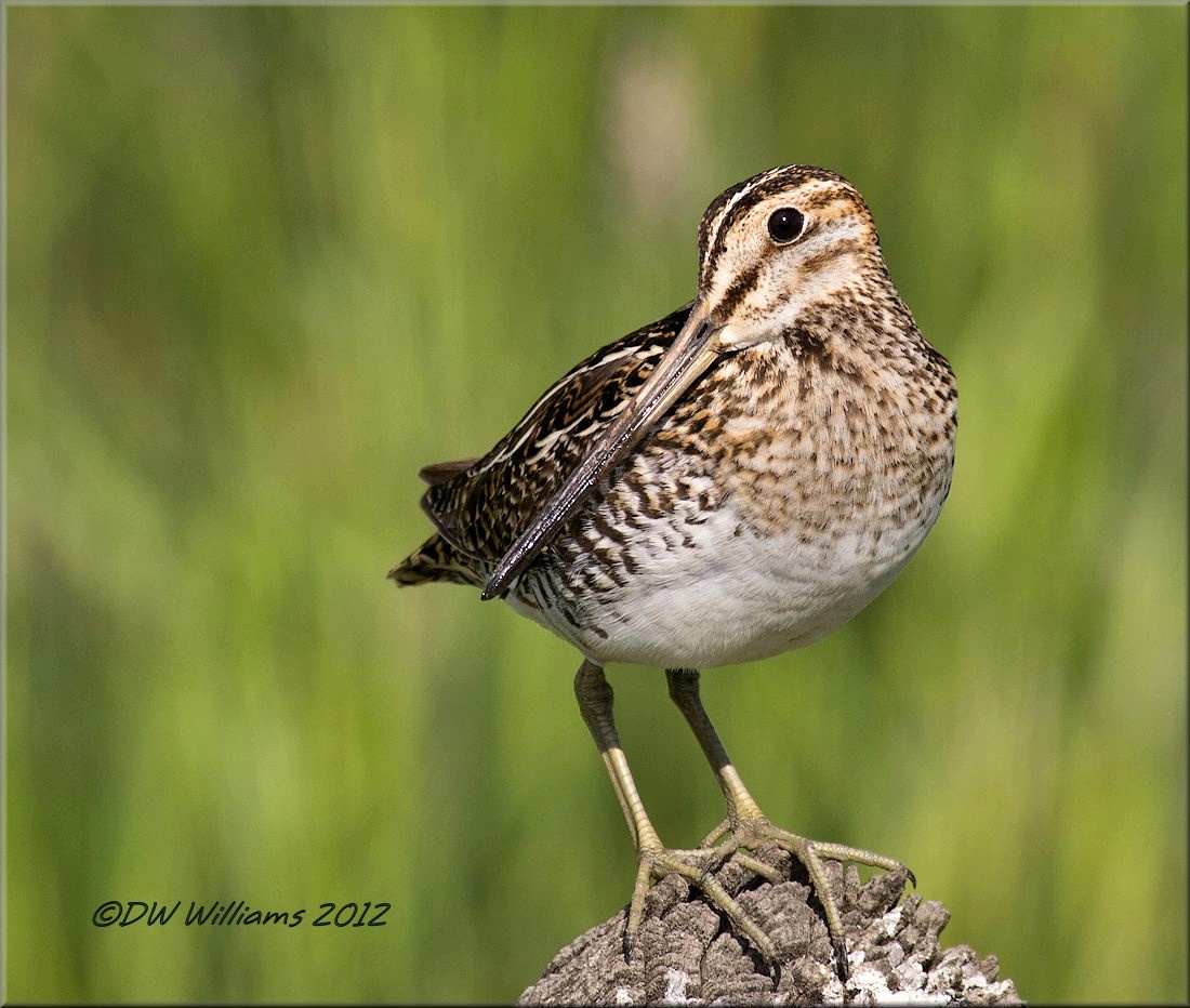 Wilson's  Snipe