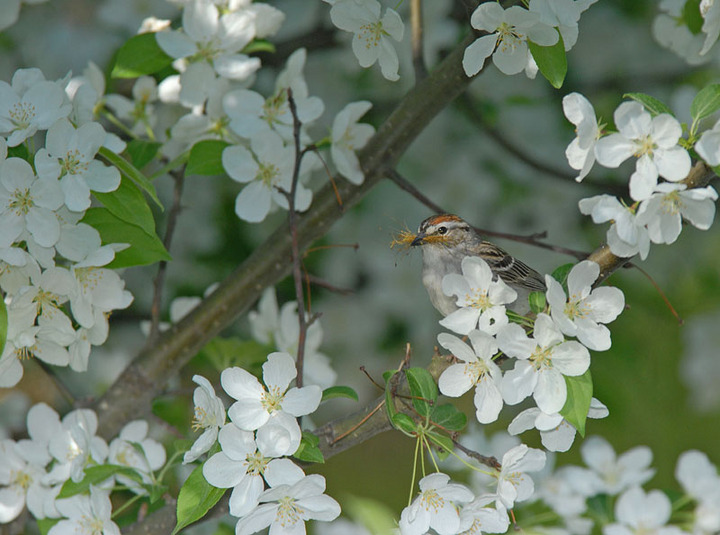 Sparrow Building a Nest