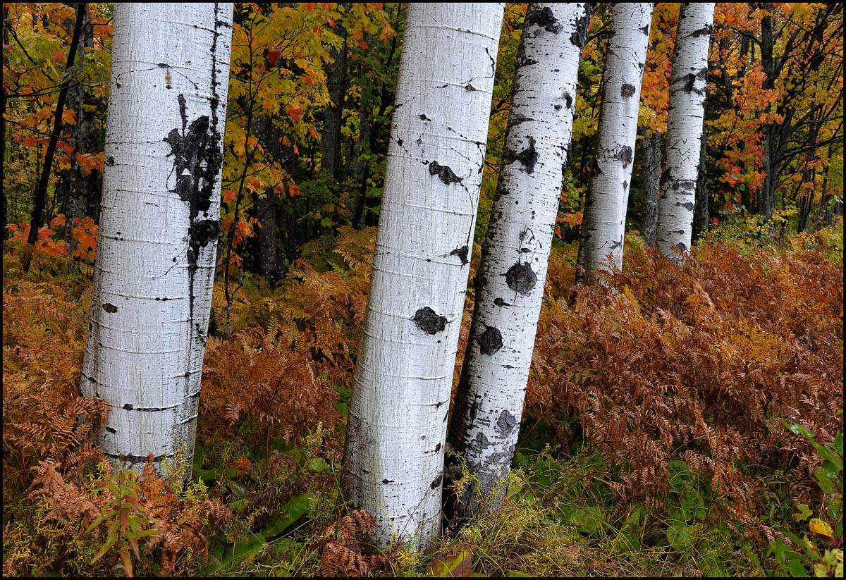 Wet Aspen