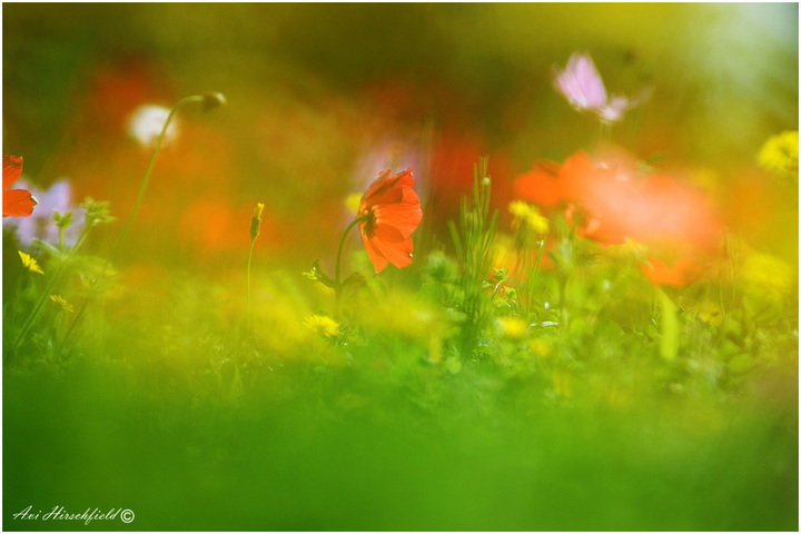 Through the grass