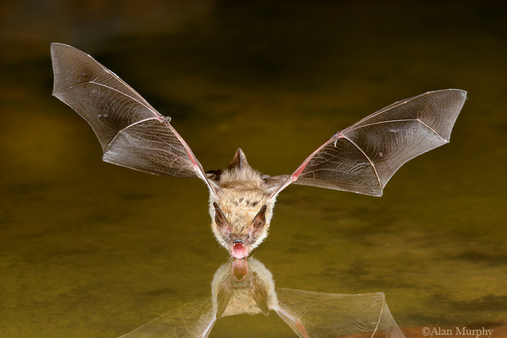 Bat