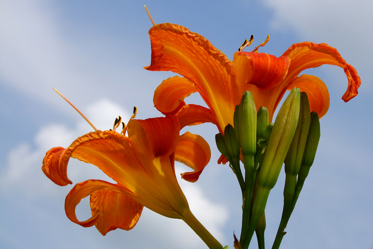Lilies